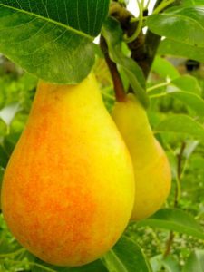 two-ripe-red-yellow-pear-408x544